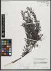 Foto von Salix repens subsp. incubacea (L.) A. Neumann